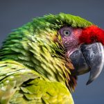 Thai national arrested at OR Tambo with 50 protected parrot eggs