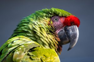Thai national arrested at OR Tambo with 50 protected parrot eggs