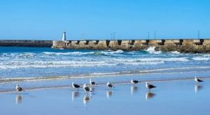 Woman dies in fatal shark attack at East London’s Orient Beach